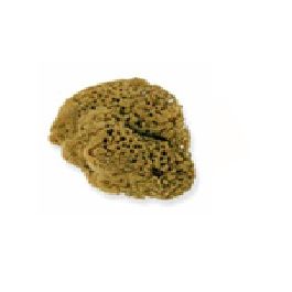 Spugna spugna marina naturale circa 14x14cm - bricocenter