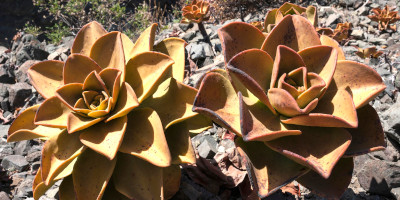 aiuole con piante grasse Come fare aiuole con piante grasse - Bricocenter