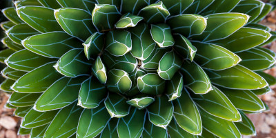 aiuole con piante grasse Come fare aiuole con piante grasse - Bricocenter