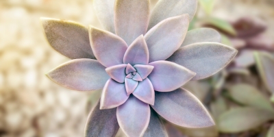 aiuole con piante grasse Come fare aiuole con piante grasse - Bricocenter