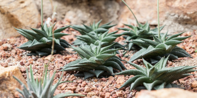 aiuole con piante grasse Come fare aiuole con piante grasse - Bricocenter