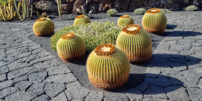 aiuole con piante grasse Come fare aiuole con piante grasse - Bricocenter