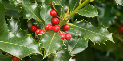 Alberi sempreverdi da giardino - Bricocenter