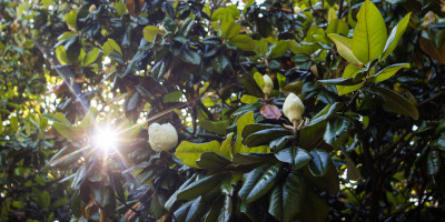 Alberi sempreverdi da giardino - Bricocenter