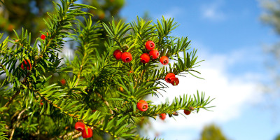 Alberi sempreverdi da giardino - Bricocenter