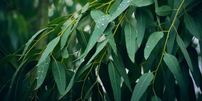 Alberi sempreverdi da giardino - Bricocenter
