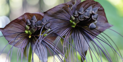 fiori da esterno Fiori da esterno - Bricocenter