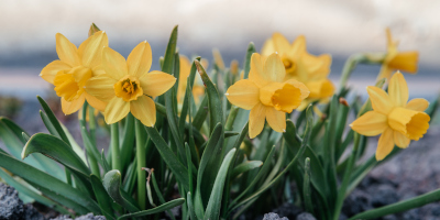 fiori da esterno Fiori da esterno - Bricocenter