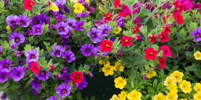 Fiori perenni estivi - Bricocenter