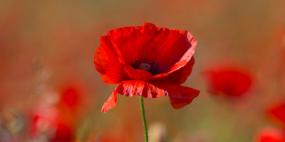 Fiori perenni estivi - Bricocenter