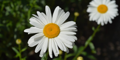 fiori primaverili da giardino Fiori primaverili da giardino - Bricocenter