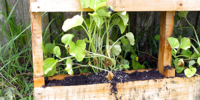 Orto verticale con pallet - Bricocenter