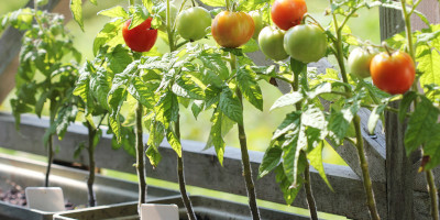 orto in terrazzo fai da te Orto sul terrazzo fai da te - Bricocenter