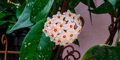 piante da fiore Piante da fiore per interno e per esterno - Bricocenter