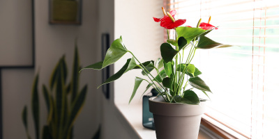 piante da fiore Piante da fiore per interno e per esterno - Bricocenter