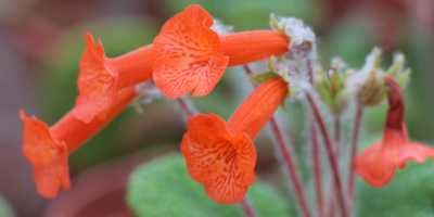 piante da fiore Piante da fiore per interno e per esterno - Bricocenter