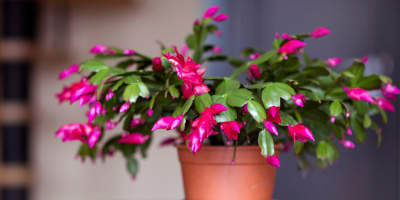 piante da fiore Piante da fiore per interno e per esterno - Bricocenter