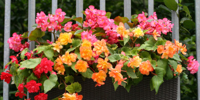 piante da fiore Piante da fiore per interno e per esterno - Bricocenter