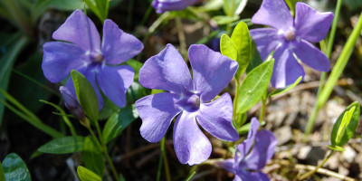 piante da fiore Piante da fiore per interno e per esterno - Bricocenter
