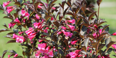 piante da fiore Piante da fiore per interno e per esterno - Bricocenter