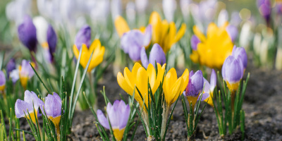 piante da fiore Piante da fiore per interno e per esterno - Bricocenter