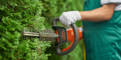 piante siepe Piante da siepe: varietà e come piantarle - Bricocenter