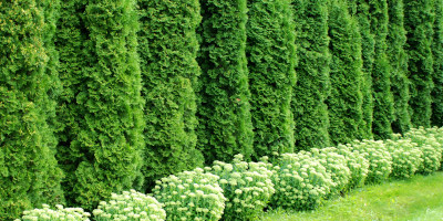 piante siepe Piante da siepe: varietà e come piantarle - Bricocenter
