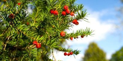 piante siepe Piante da siepe: varietà e come piantarle - Bricocenter