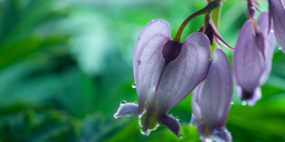 piante da ombra perenni Piante da ombra perenni - Bricocenter