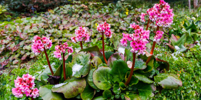 piante da ombra perenni Piante da ombra perenni - Bricocenter