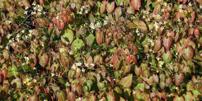 piante da ombra perenni Piante da ombra perenni - Bricocenter