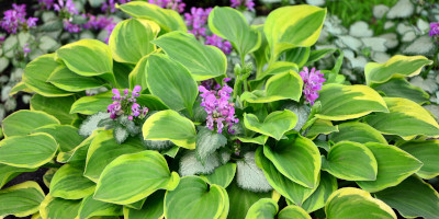 piante da ombra perenni Piante da ombra perenni - Bricocenter