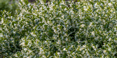 piante da ombra perenni Piante da ombra perenni - Bricocenter