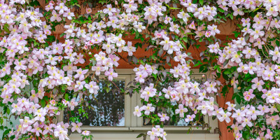 Piante da terrazzo resistenti - Bricocenter