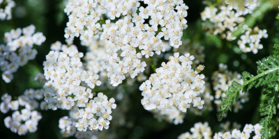 Piante da terrazzo resistenti - Bricocenter