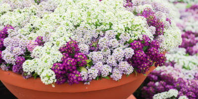 Piante da terrazzo resistenti - Bricocenter