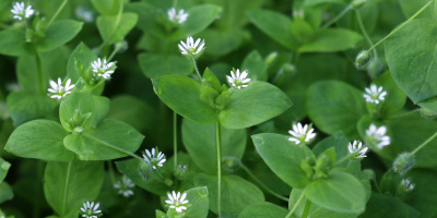 Piante tappezzanti - Bricocenter