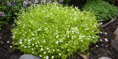 Piante tappezzanti - Bricocenter