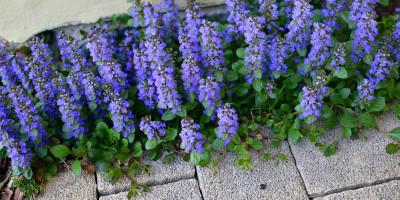 Piante tappezzanti - Bricocenter