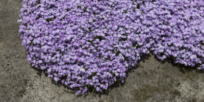 Piante tappezzanti - Bricocenter
