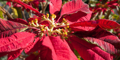 Come potare la stella di Natale - Bricocenter