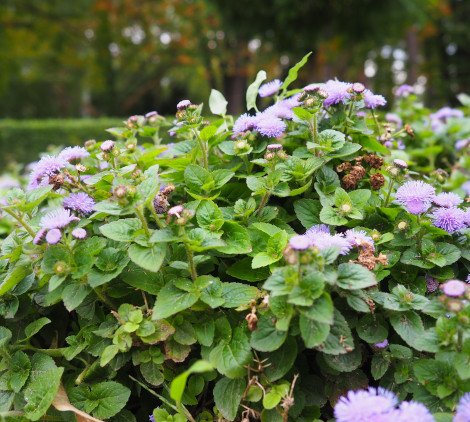 Aiuole fiorite perenni - Bricocenter