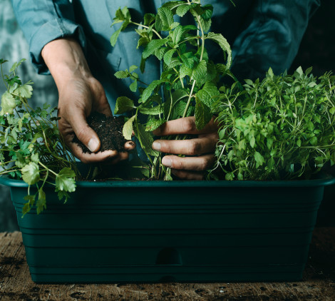 piante aromatiche elenco - Bricocenter