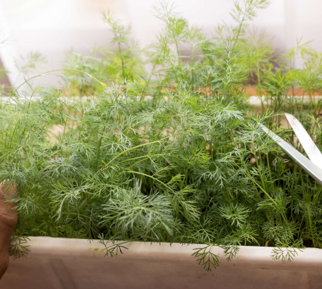 piante aromatiche elenco - Bricocenter