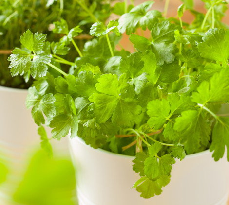 piante aromatiche elenco - Bricocenter