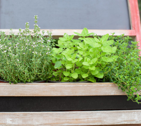 piante aromatiche elenco - Bricocenter