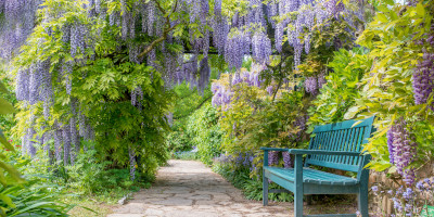 piante rampicanti sempreverdi crescita veloce Pianti rampicanti sempreverdi - Bricocenter