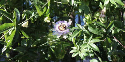 piante rampicanti sempreverdi crescita veloce Pianti rampicanti sempreverdi - Bricocenter