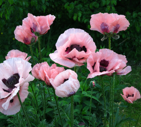 Aiuole fiorite perenni - Bricocenter