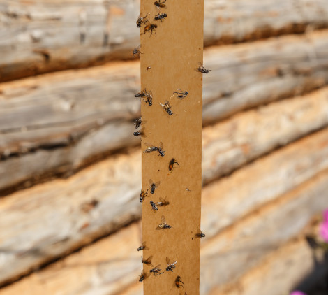 come eliminare gli insetti dalle piante - Bricocenter